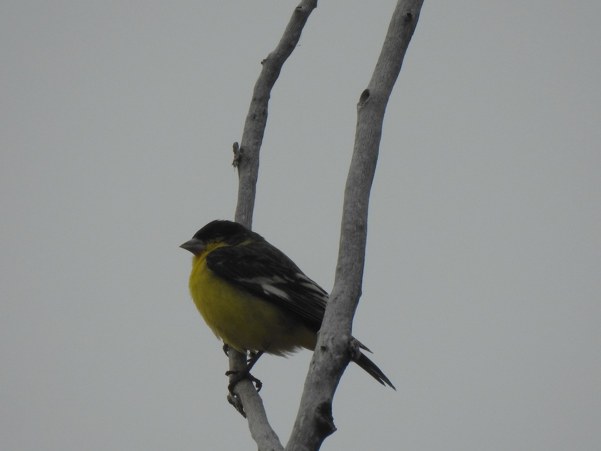 Lesser Goldfinch - ML636970547