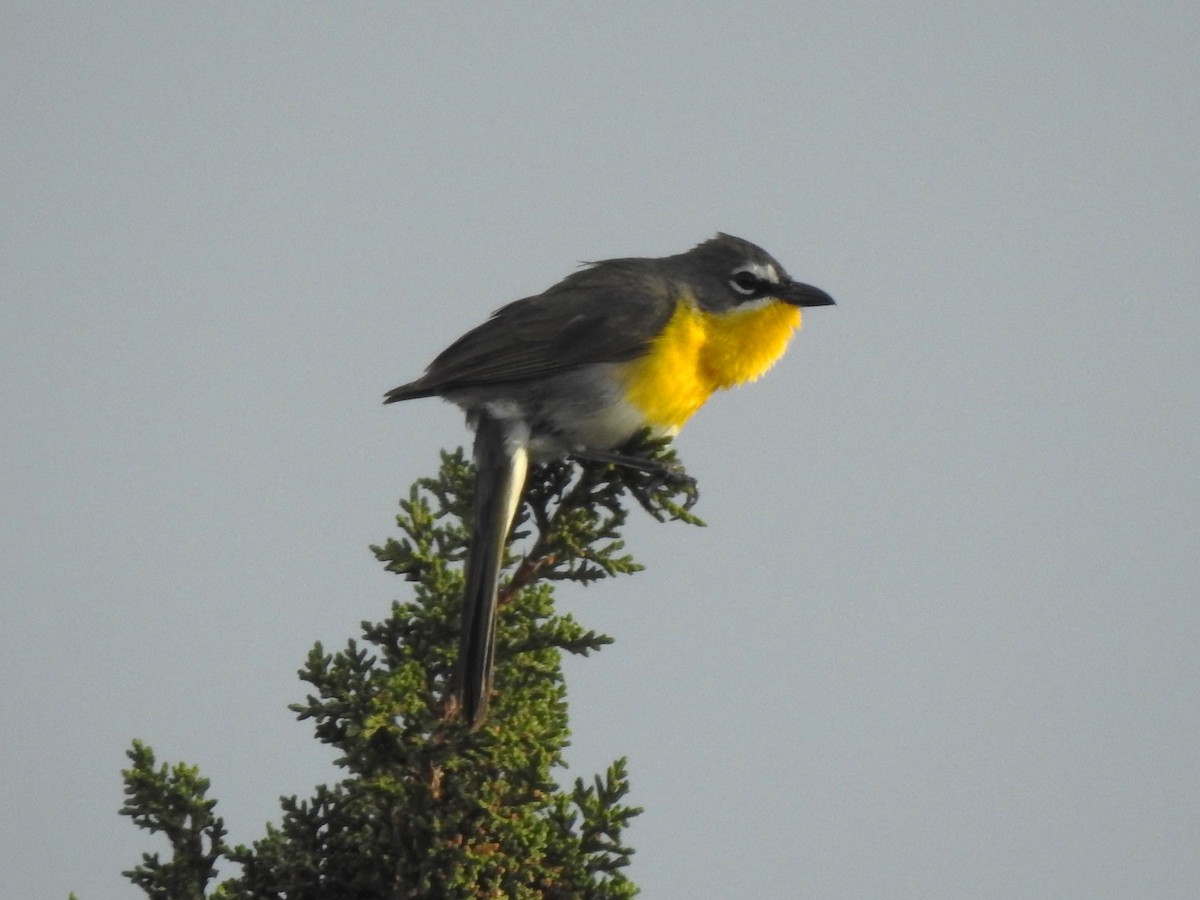 Yellow-breasted Chat - ML636970572