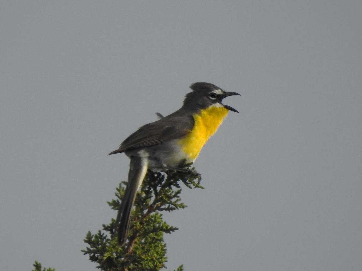 Yellow-breasted Chat - ML636970586