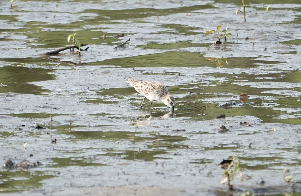 Semipalmated Sandpiper - ML636970589