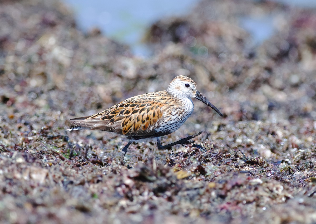 Dunlin - ML636970594