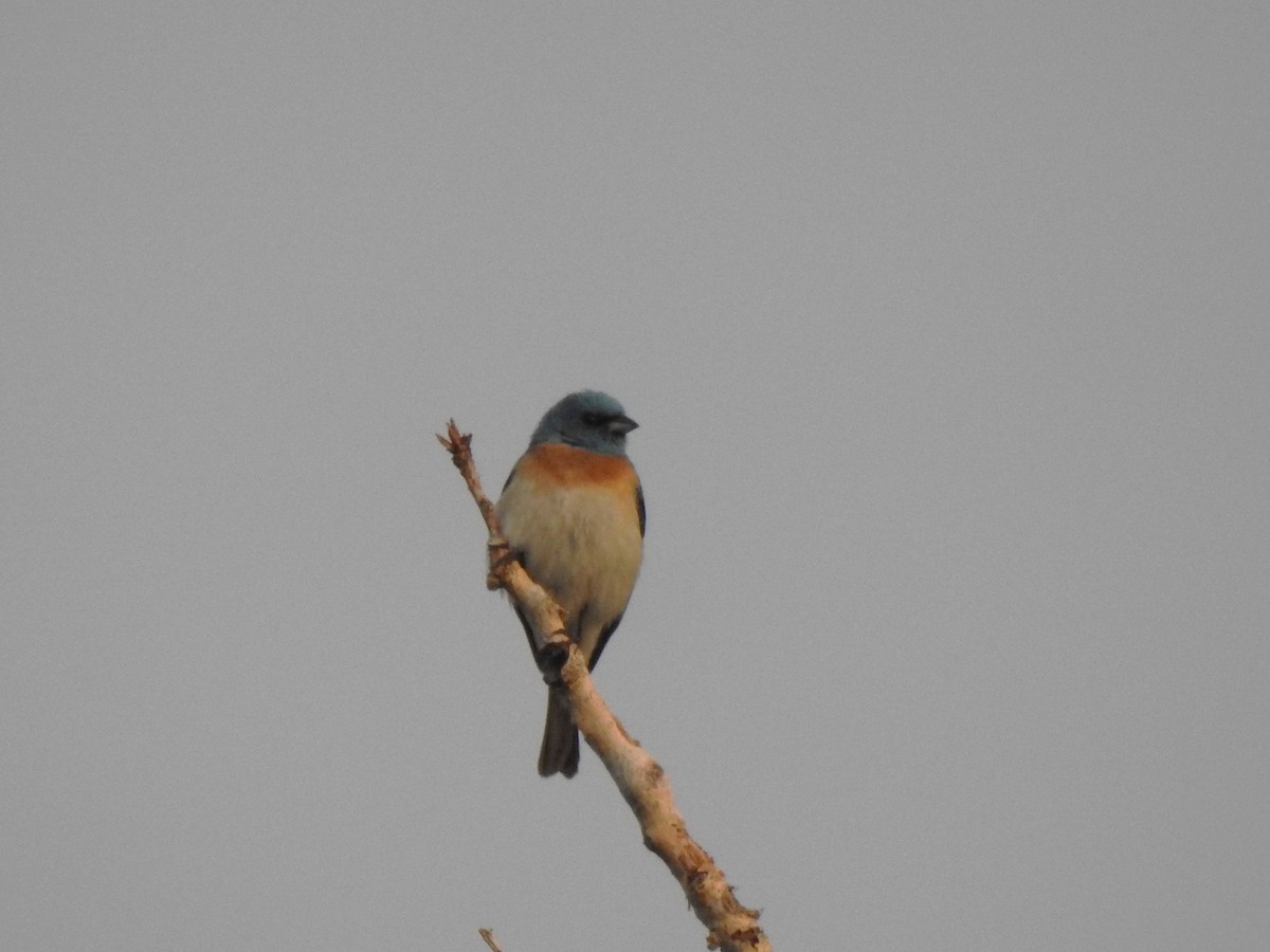 Lazuli Bunting - ML636970599