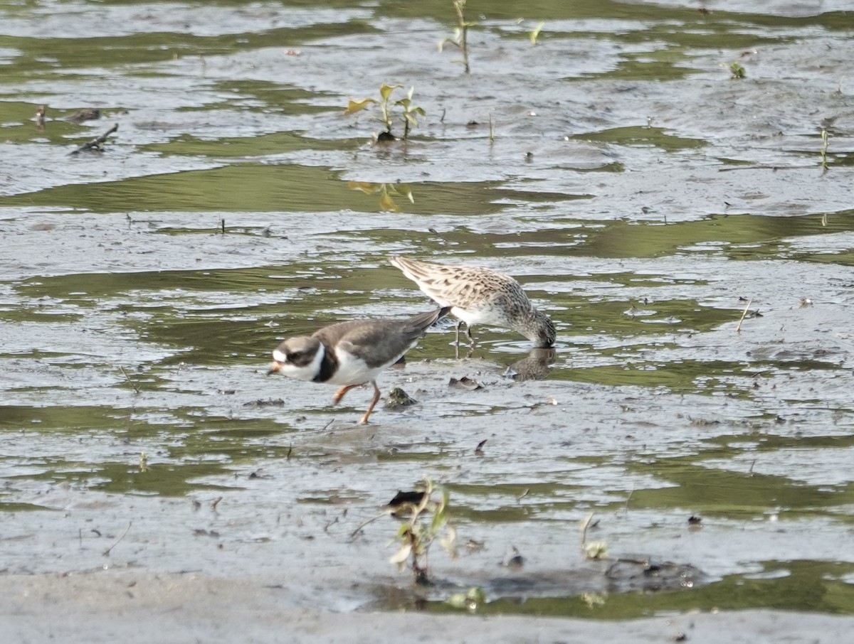 Semipalmated Sandpiper - ML636970612