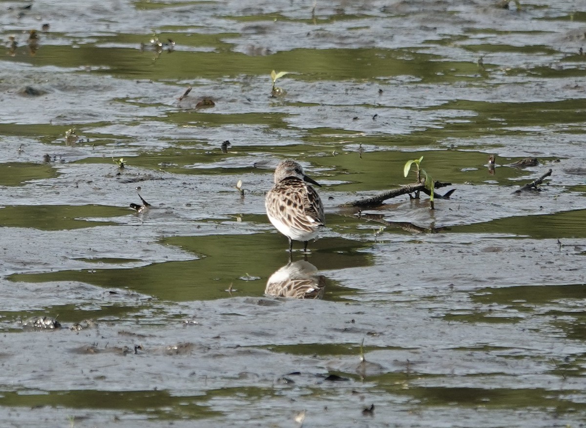 Semipalmated Sandpiper - ML636970665
