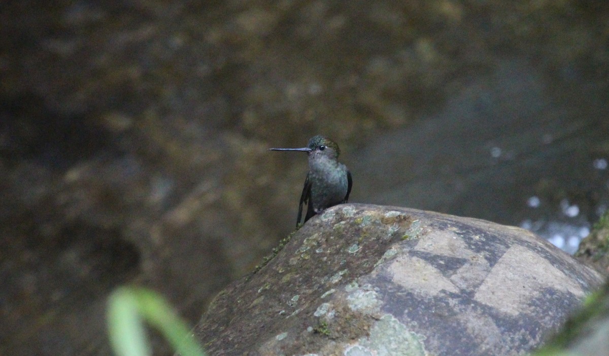 Green-fronted Lancebill - ML636970671