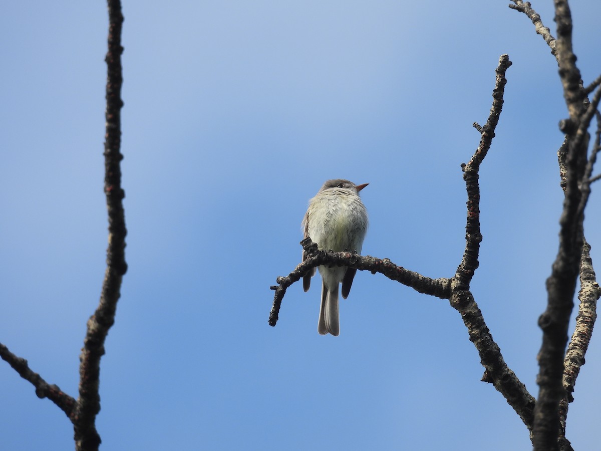 Dusky Flycatcher - ML636970702