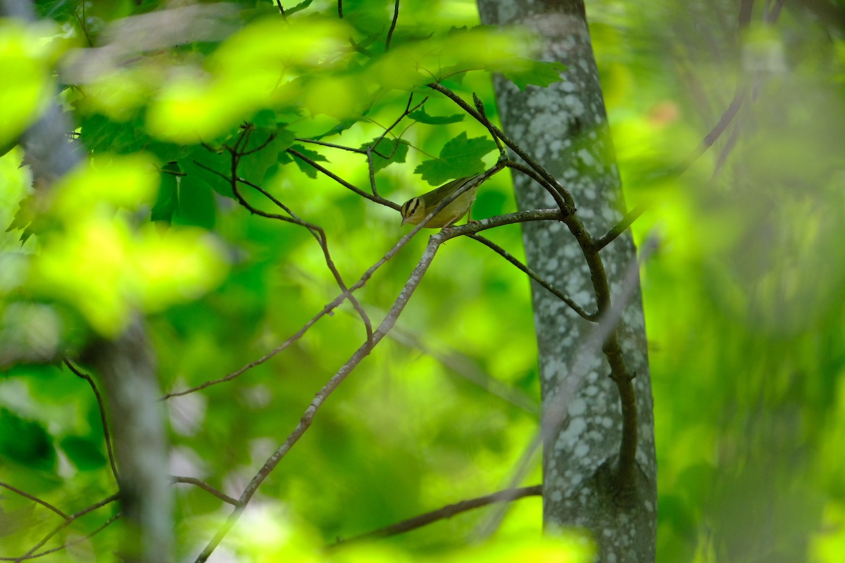 Worm-eating Warbler - ML636970774