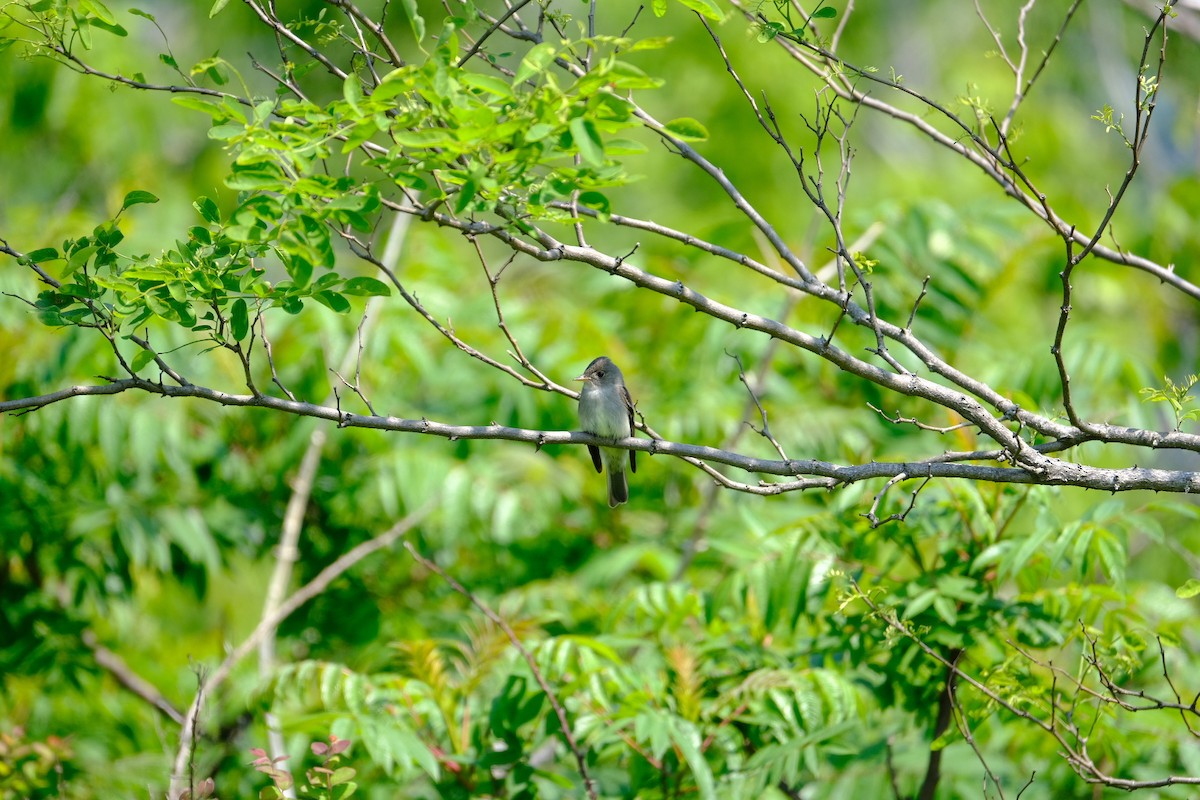 Eastern Wood-Pewee - ML636970788