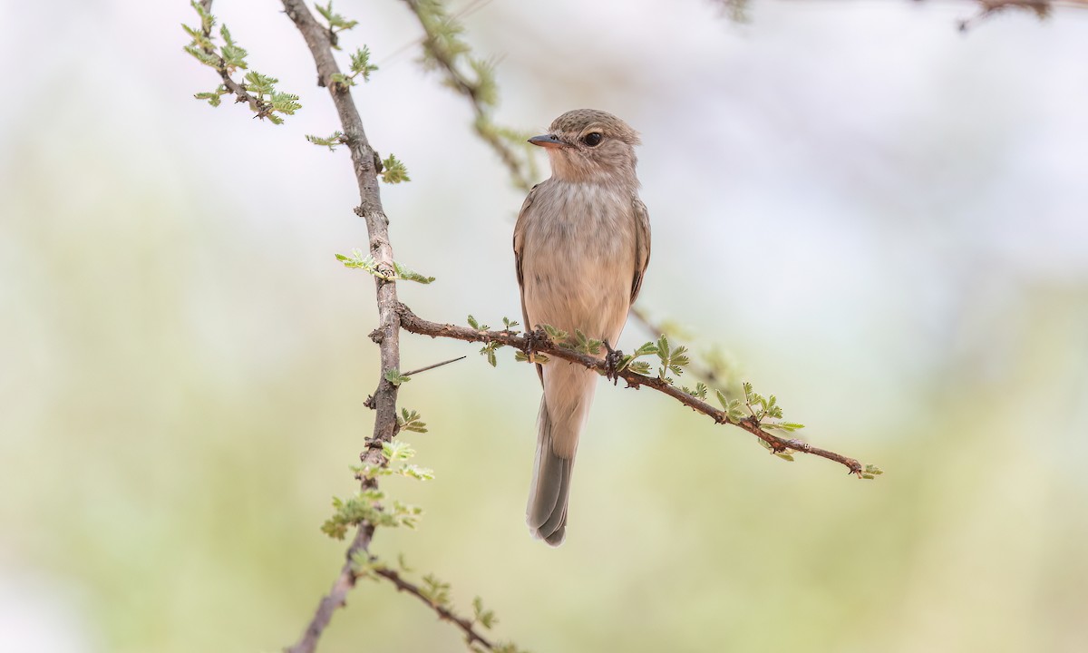Gambaga Flycatcher - ML636970841