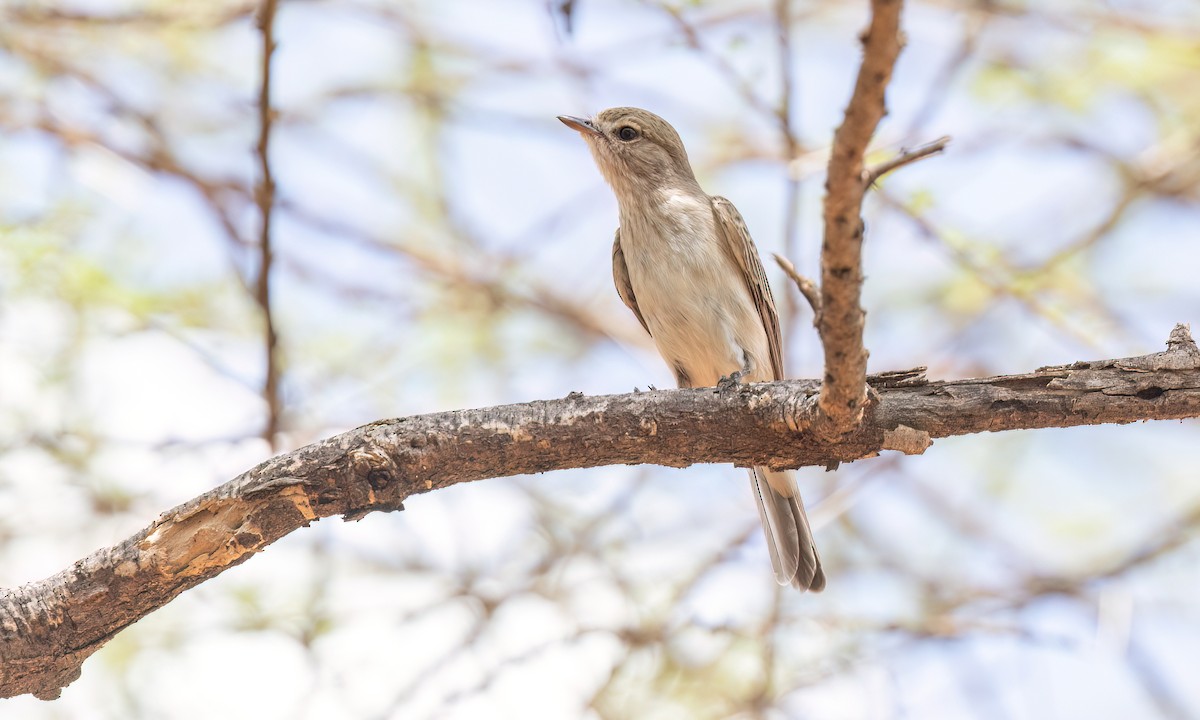 Gambaga Flycatcher - ML636970844