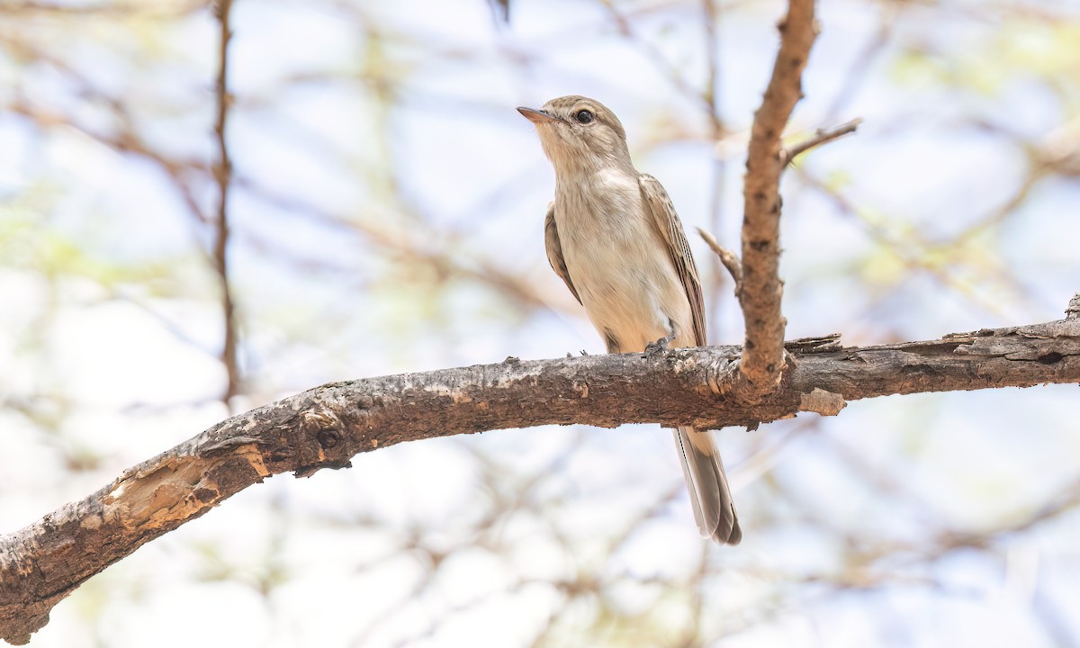 Gambaga Flycatcher - ML636970845