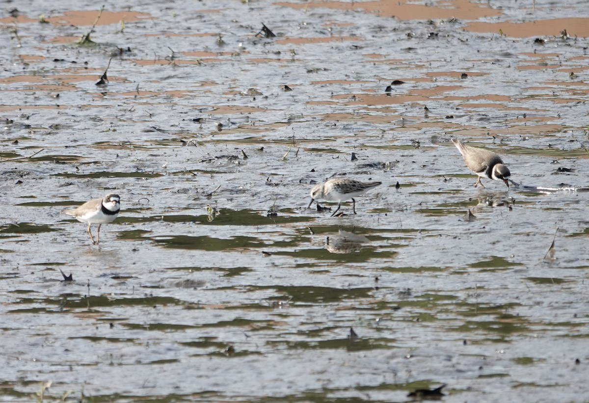 Semipalmated Plover - ML636970856