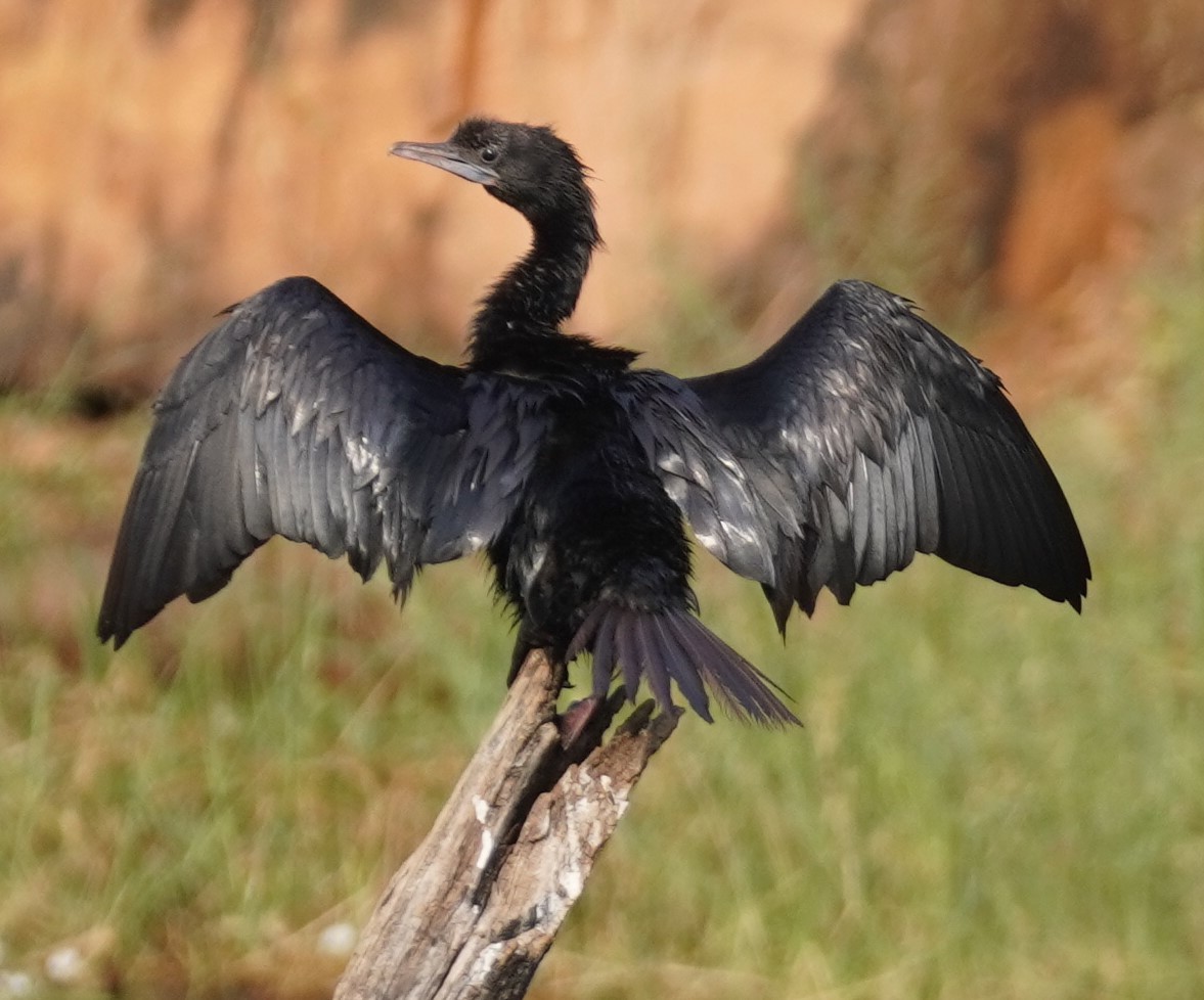 Little Cormorant - ML636970937