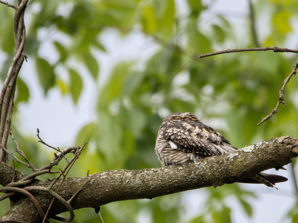 Common Nighthawk - ML636971016