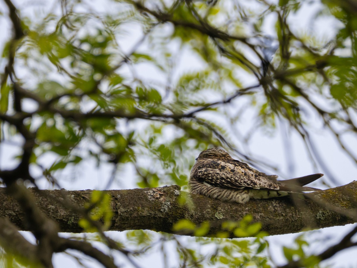 Common Nighthawk - ML636971017