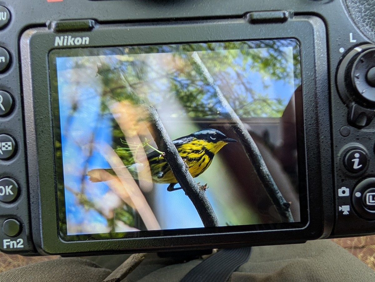 Magnolia Warbler - ML636971028