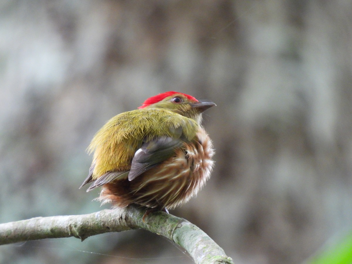 Striolated Manakin - ML636971096