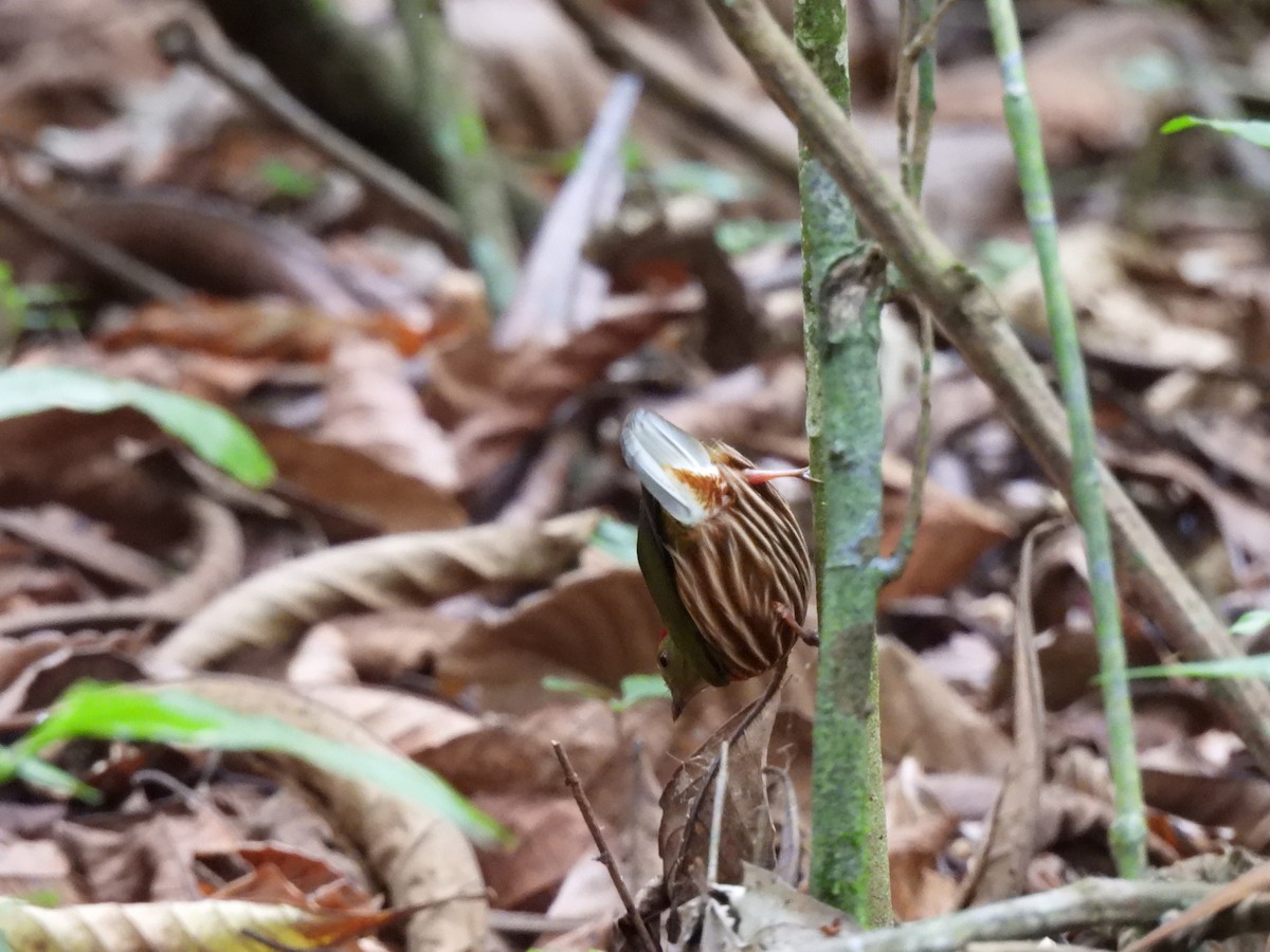 Striolated Manakin - ML636971097