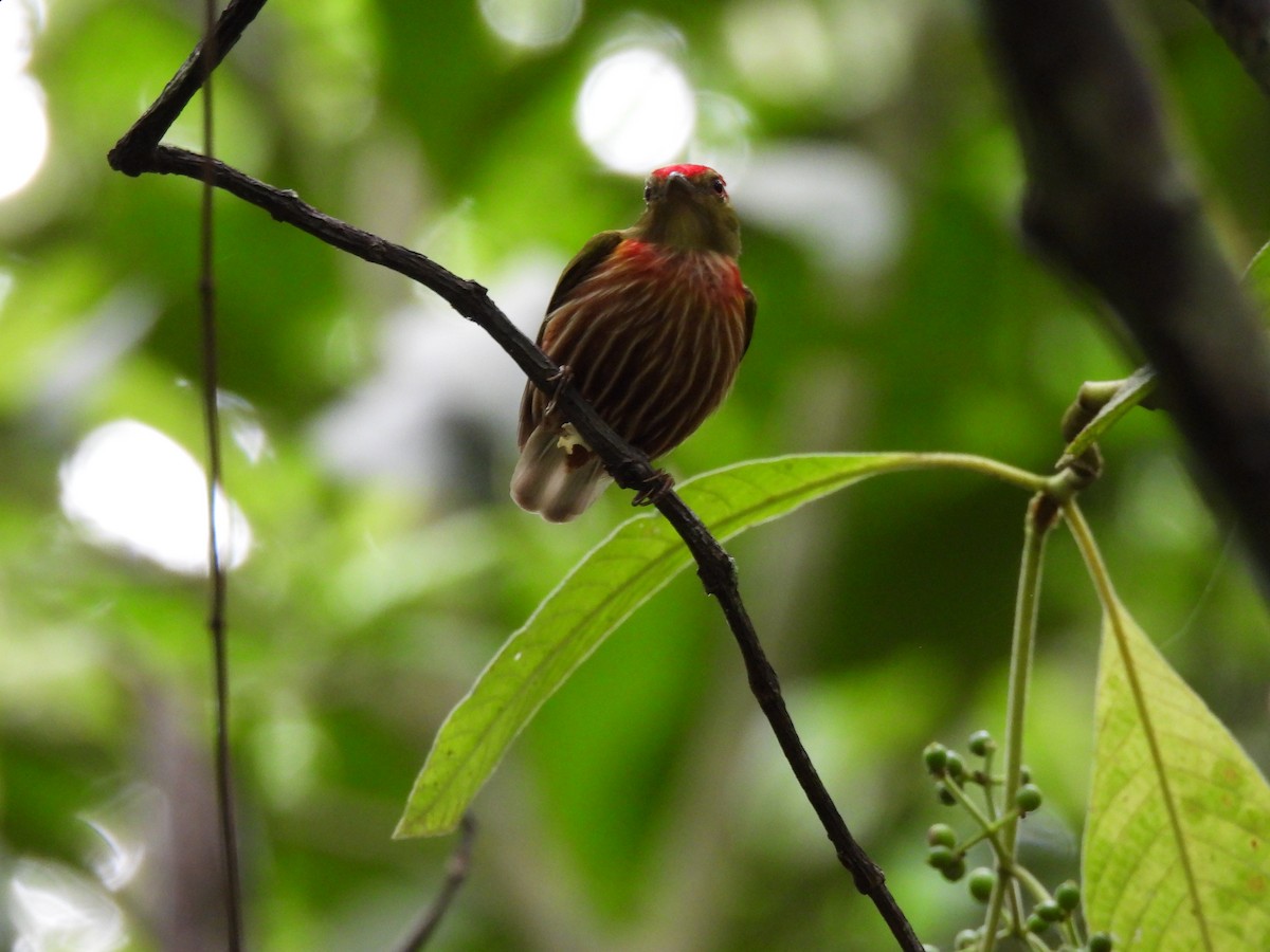 Striolated Manakin - ML636971098