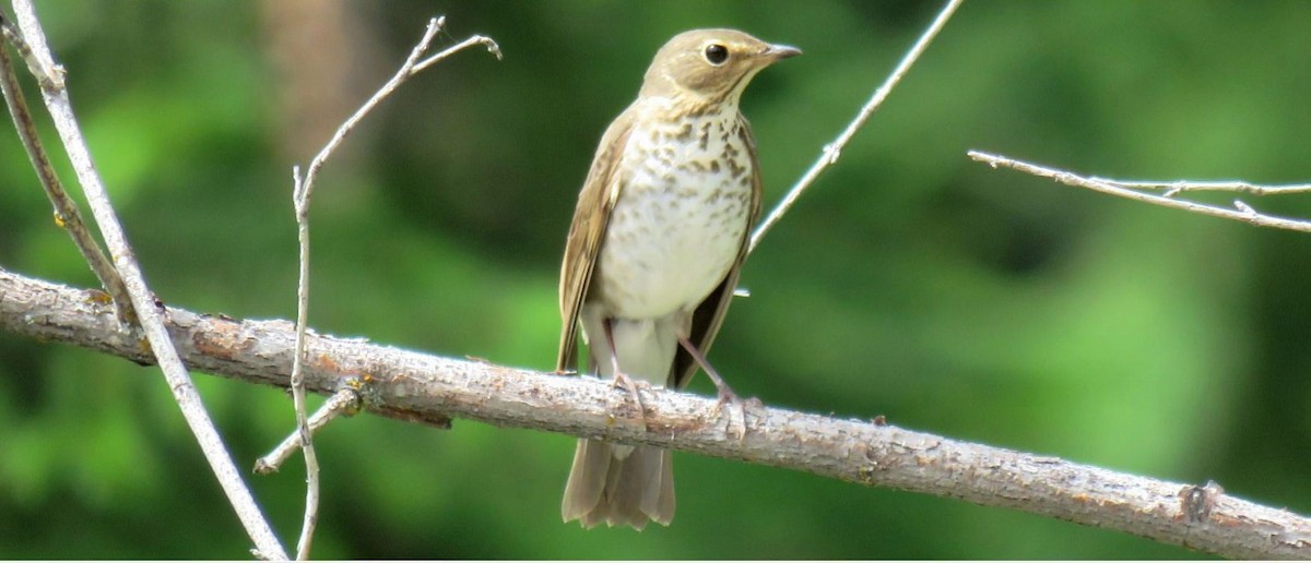 Swainson's Thrush - ML636971163