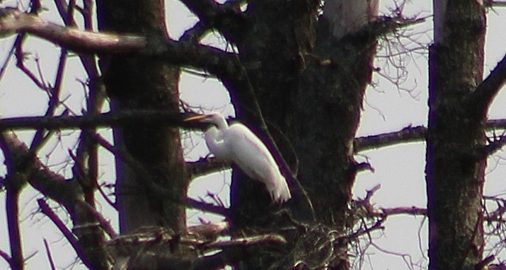 Great Egret - ML636971211