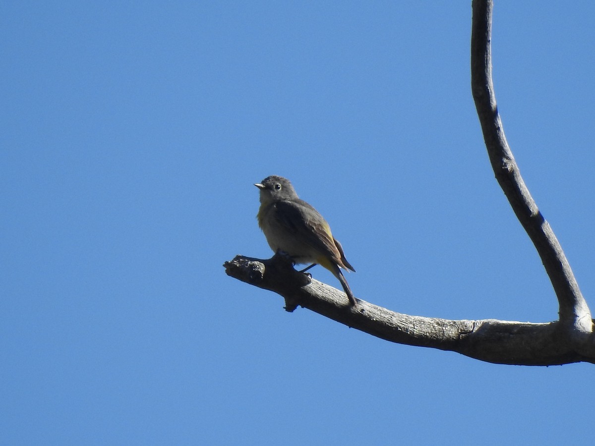 Virginia's Warbler - ML636971413
