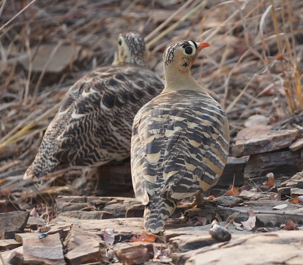 Painted Sandgrouse - ML636971481