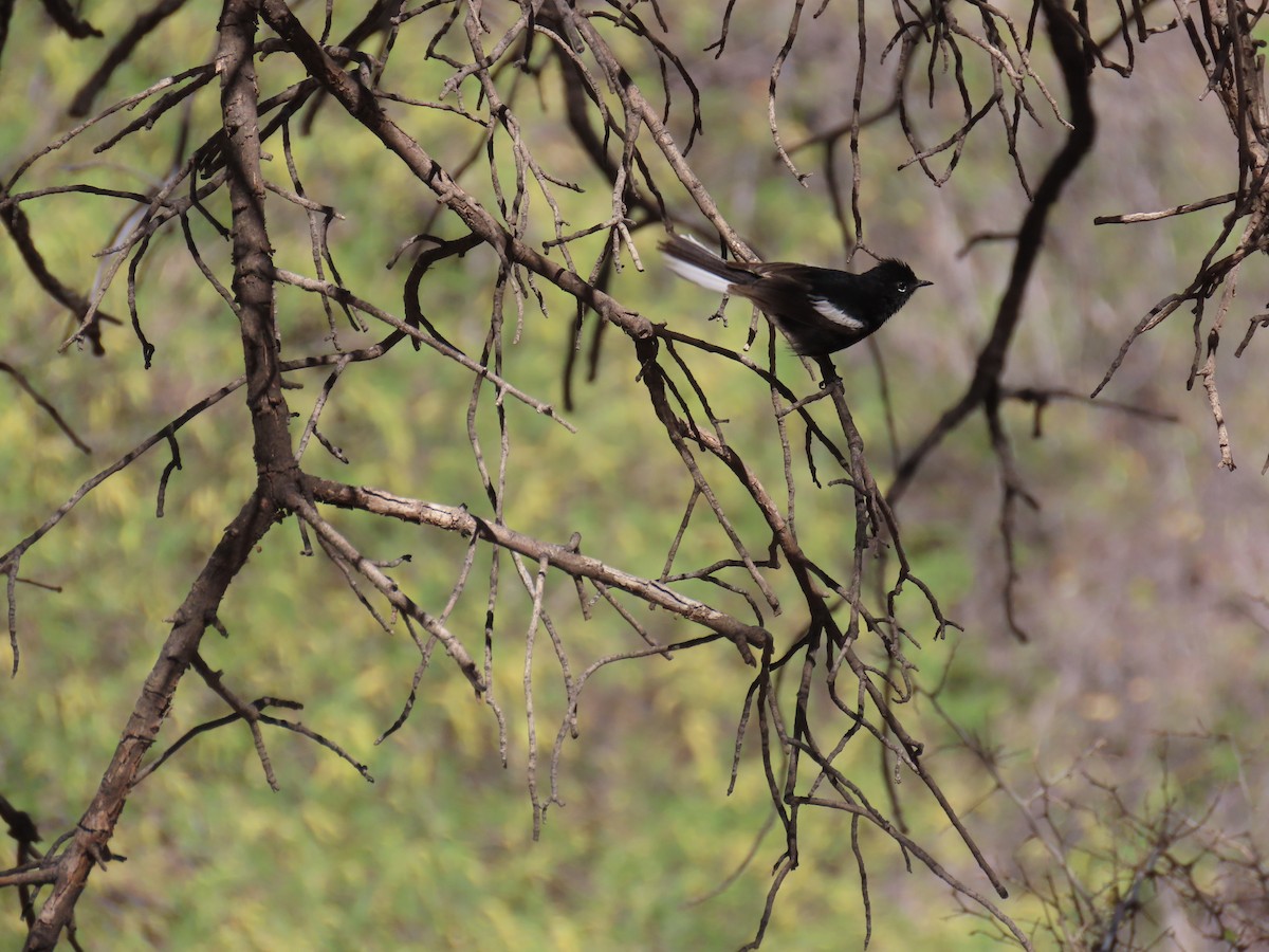 Painted Redstart - ML636971620
