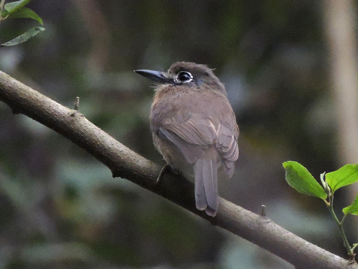 Rusty-breasted Nunlet - ML636971698