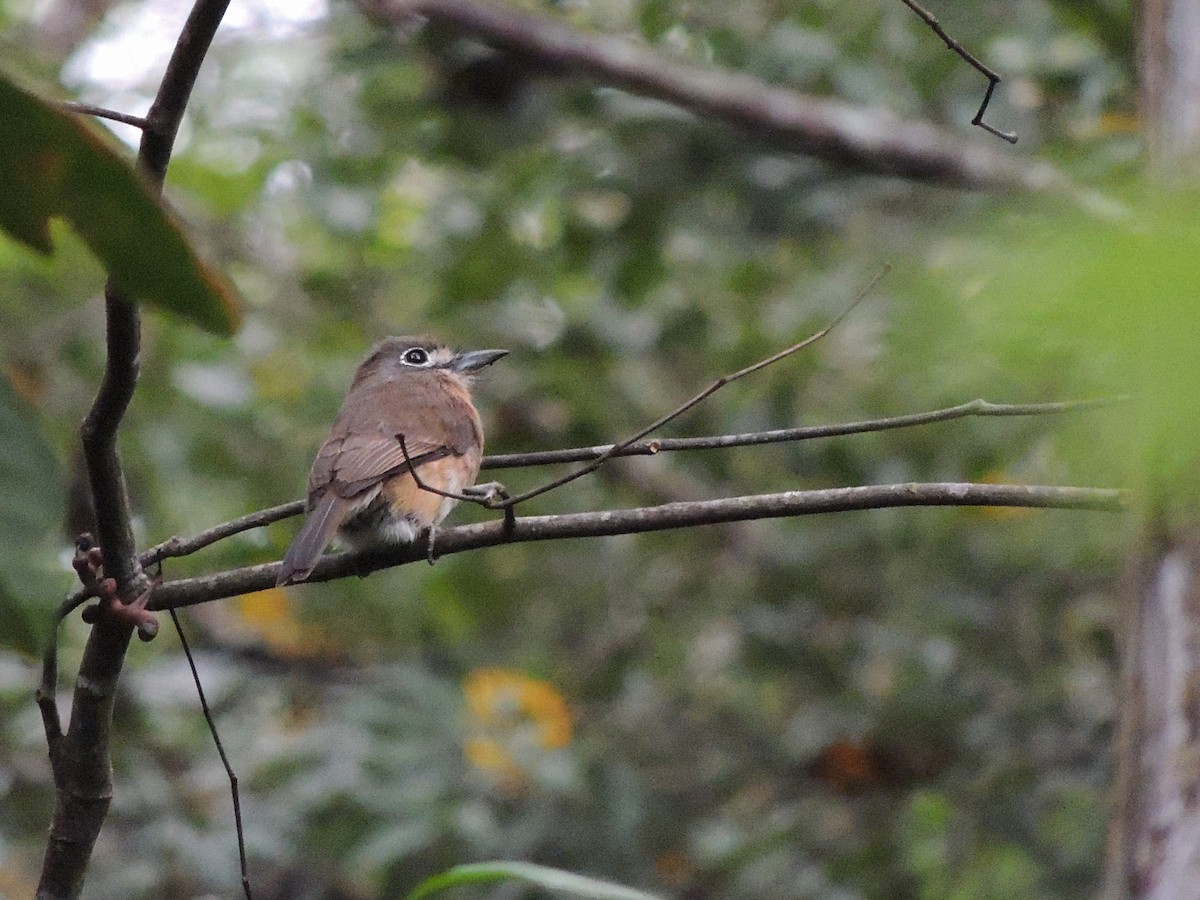 Rusty-breasted Nunlet - ML636971699