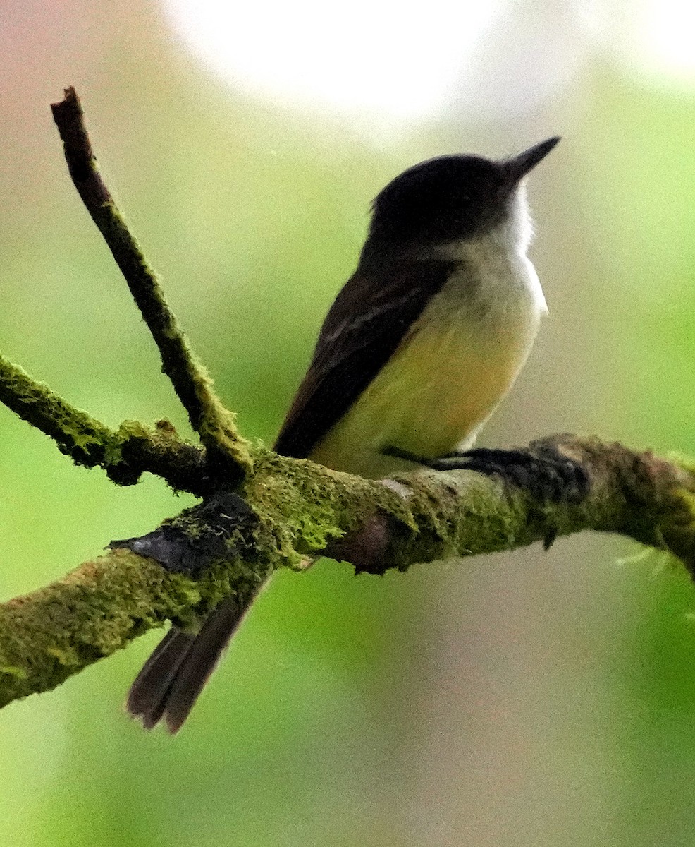 Sad Flycatcher - ML636971700