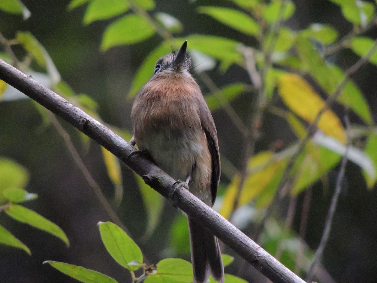 Rusty-breasted Nunlet - ML636971701