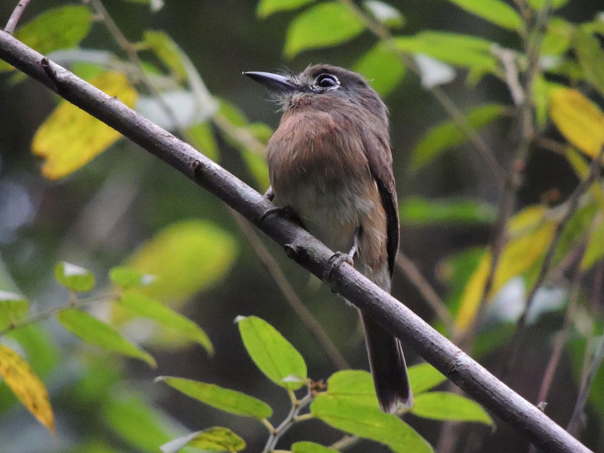 Rusty-breasted Nunlet - ML636971702