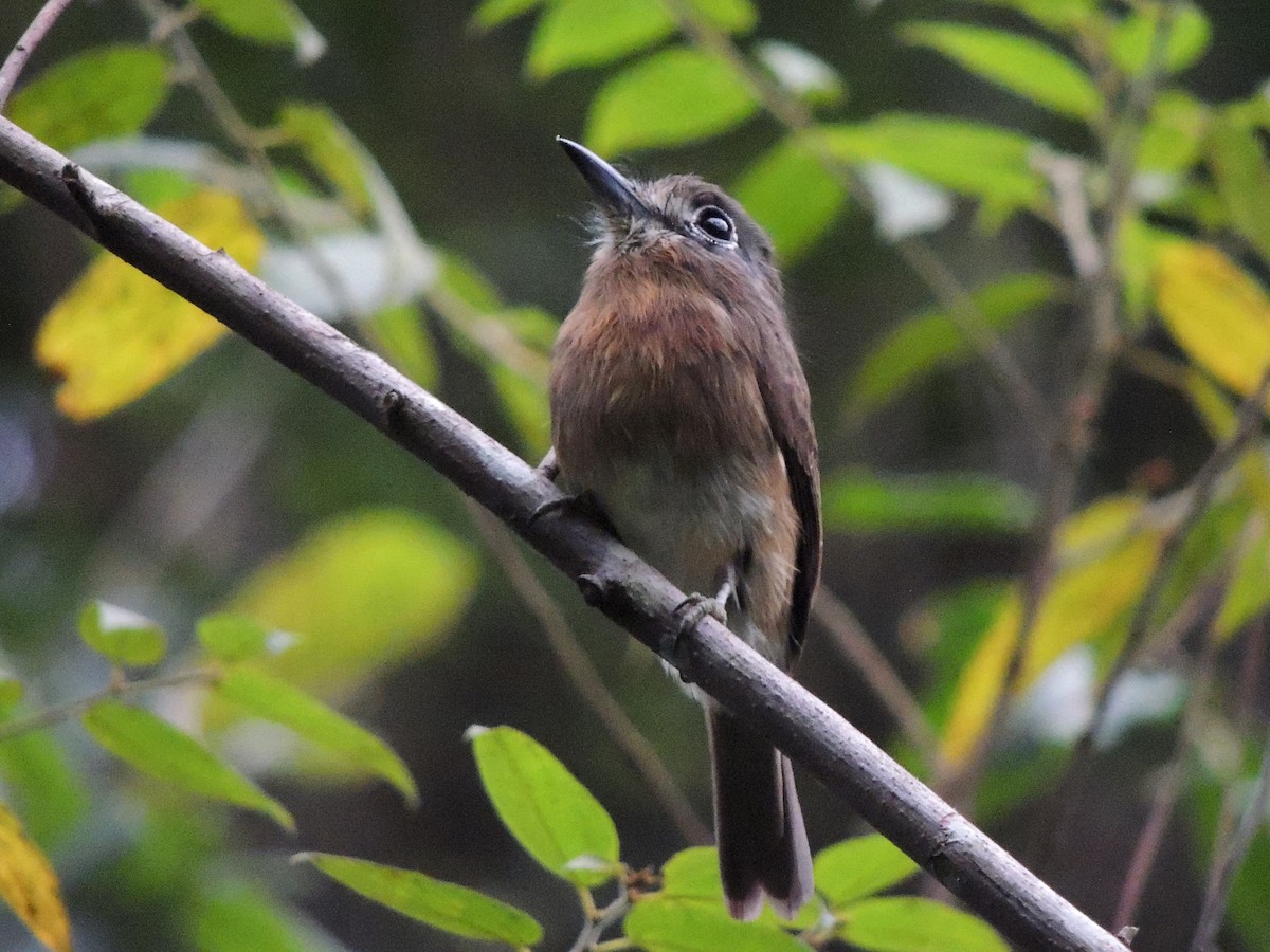 Rusty-breasted Nunlet - ML636971703