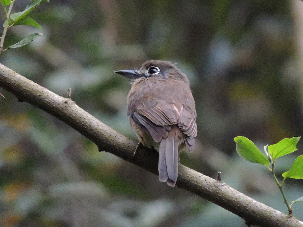 Rusty-breasted Nunlet - ML636971704