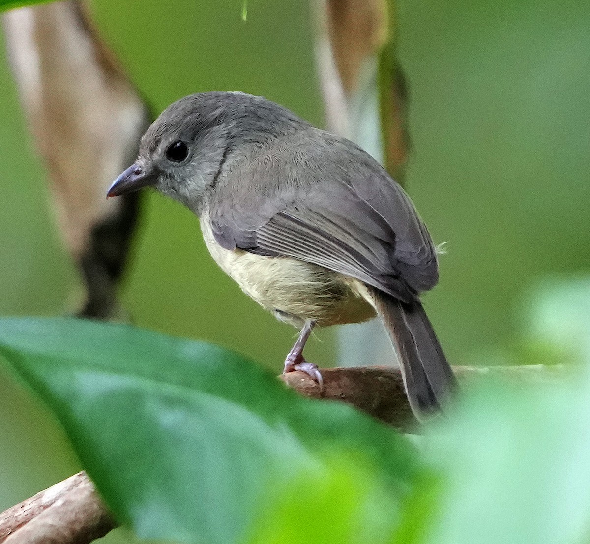 Blue Mountain Vireo - ML636971751