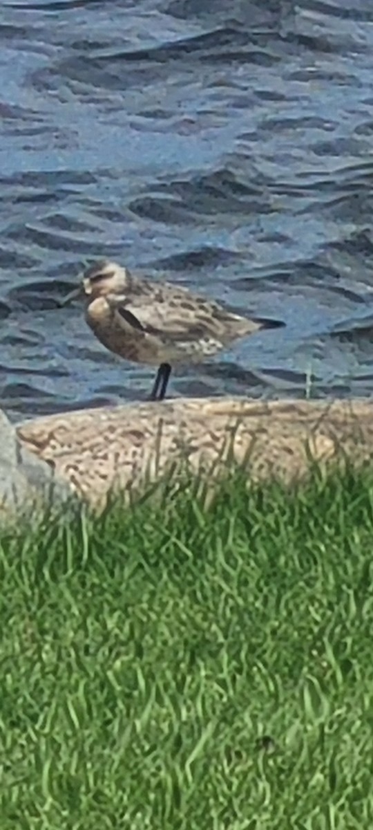 Red Knot - ML636971754