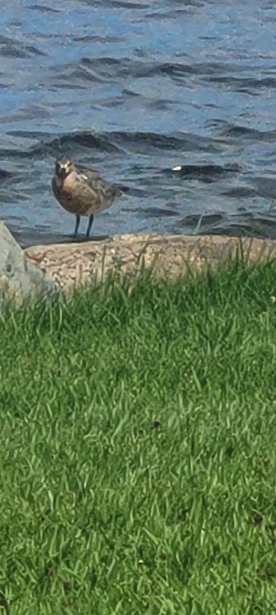 Red Knot - ML636971755