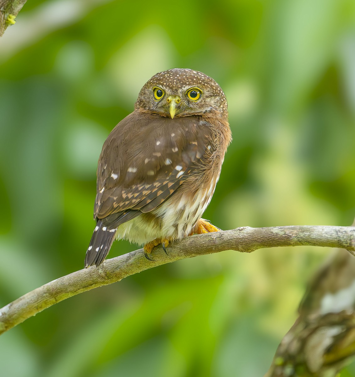 Central American Pygmy-Owl - ML636971778