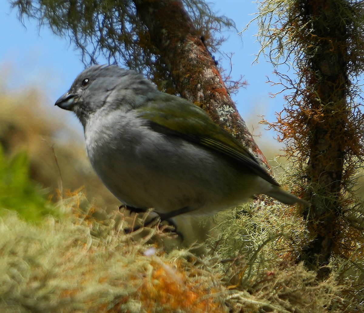 Jamaican Euphonia - ML636971783