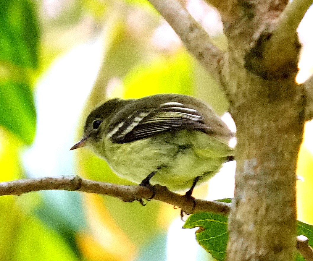 Greater Antillean Elaenia (Jamaican) - ML636971880