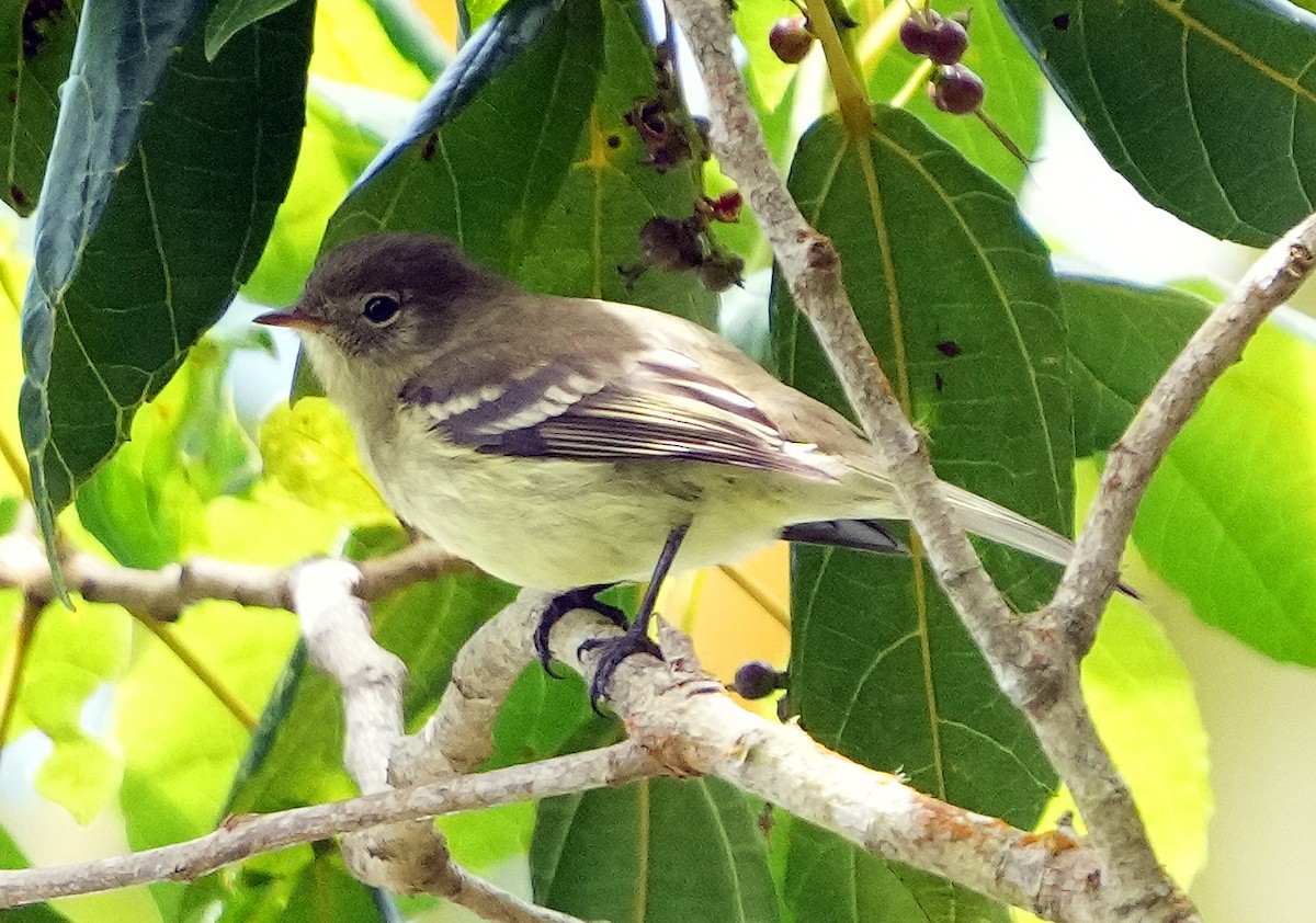Greater Antillean Elaenia (Jamaican) - ML636971881