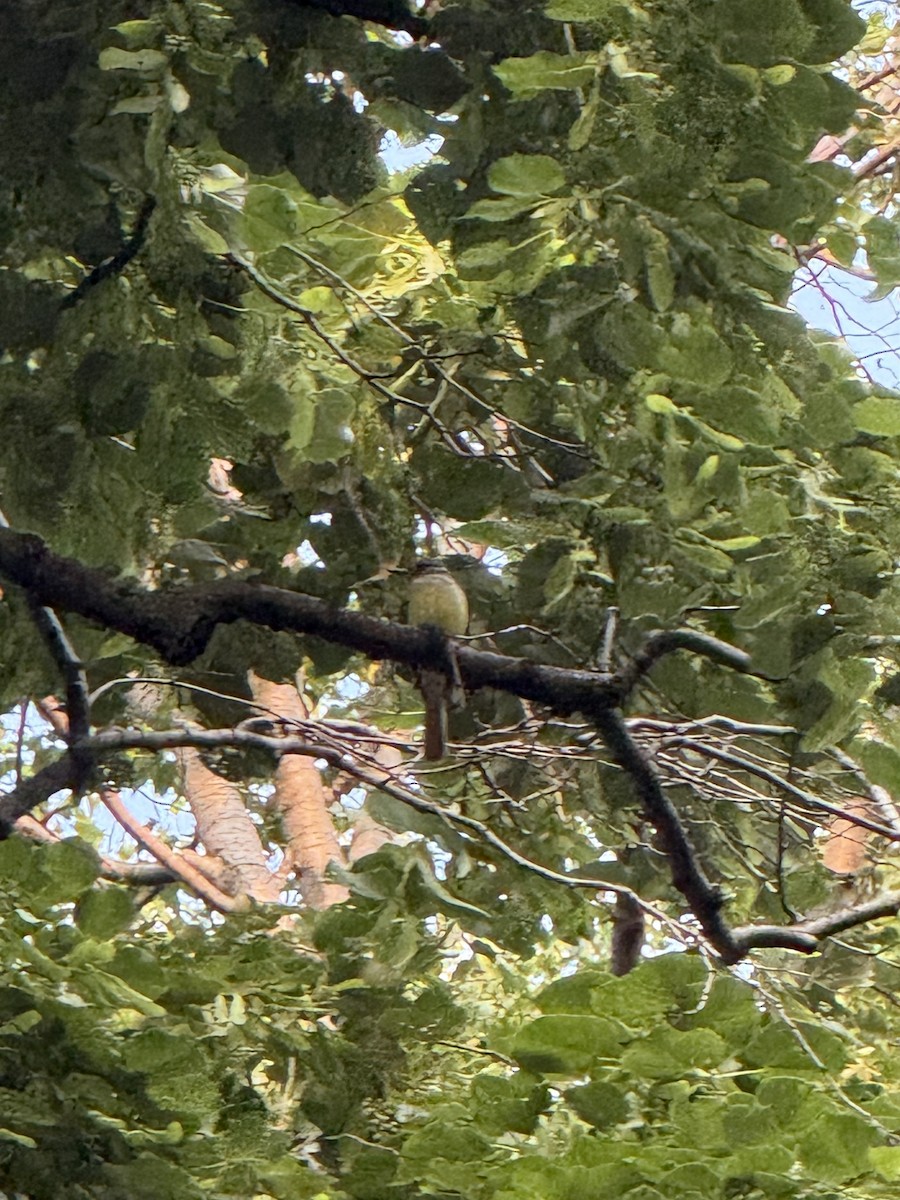 Great Crested Flycatcher - ML636972035