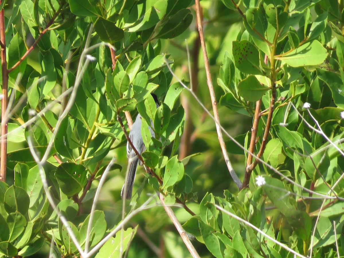 Yucatan Gnatcatcher - ML636972036