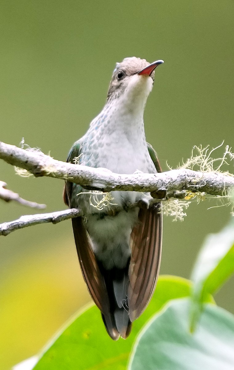 Red-billed Streamertail - ML636972064