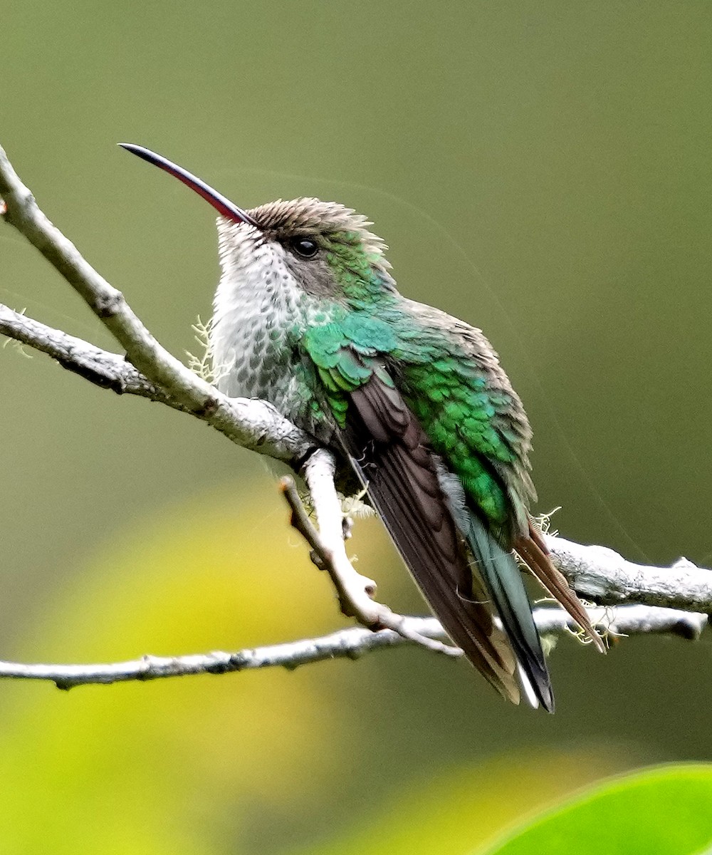 Red-billed Streamertail - ML636972065