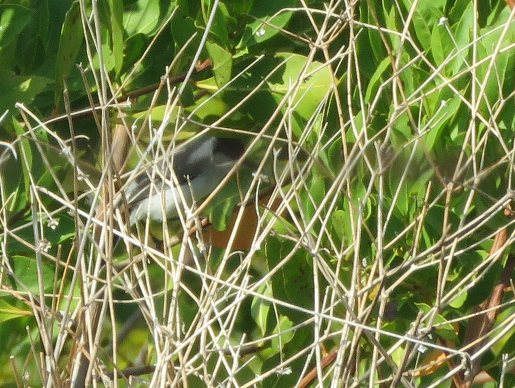 Yucatan Gnatcatcher - ML636972078