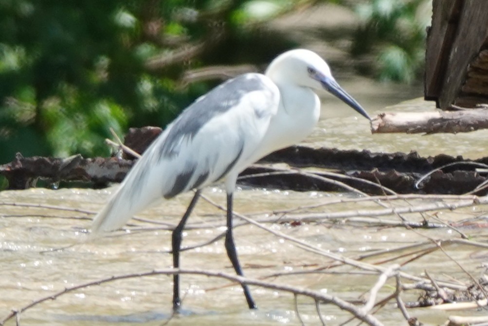 Little Blue Heron x Snowy Egret (hybrid) - ML636972102