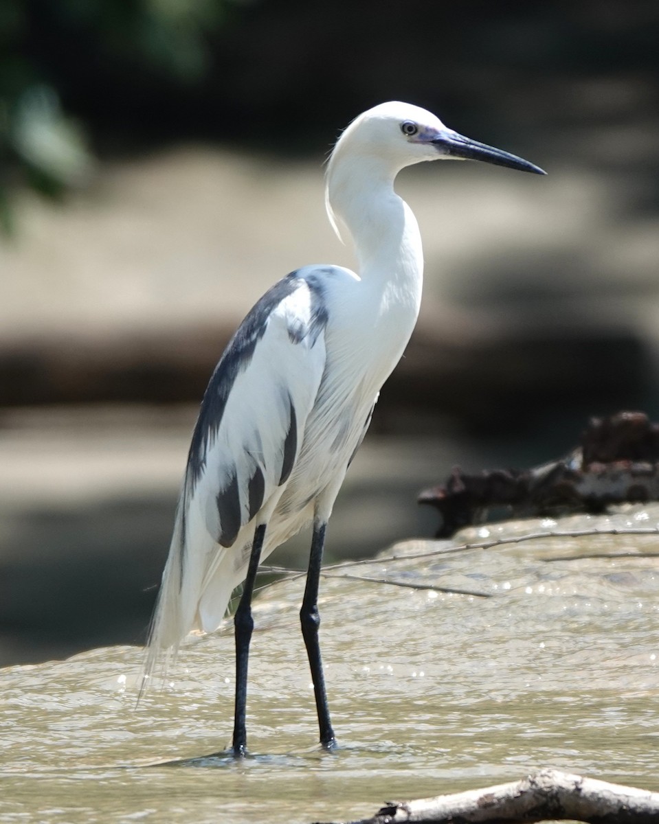 Little Blue Heron x Snowy Egret (hybrid) - ML636972104