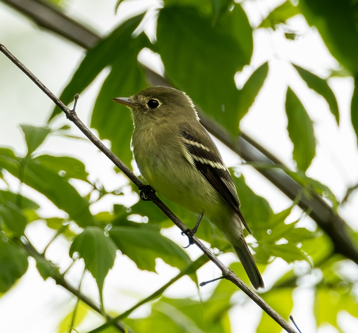 Sarı Karınlı Boreal Sinekkapan - ML636972201